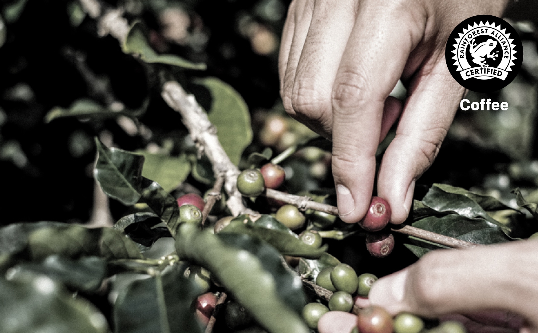 Know Our Food - Discover the Power of the bean Know Our Food - Discover the Power of the bean