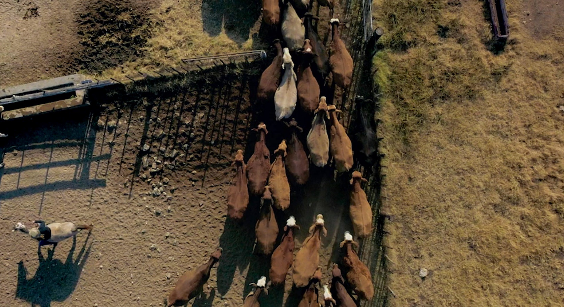 Know Our Food - Is it possible to retrace the origins of McDonald's beef? Know Our Food - Is it possible to retrace the origins of McDonald's beef?