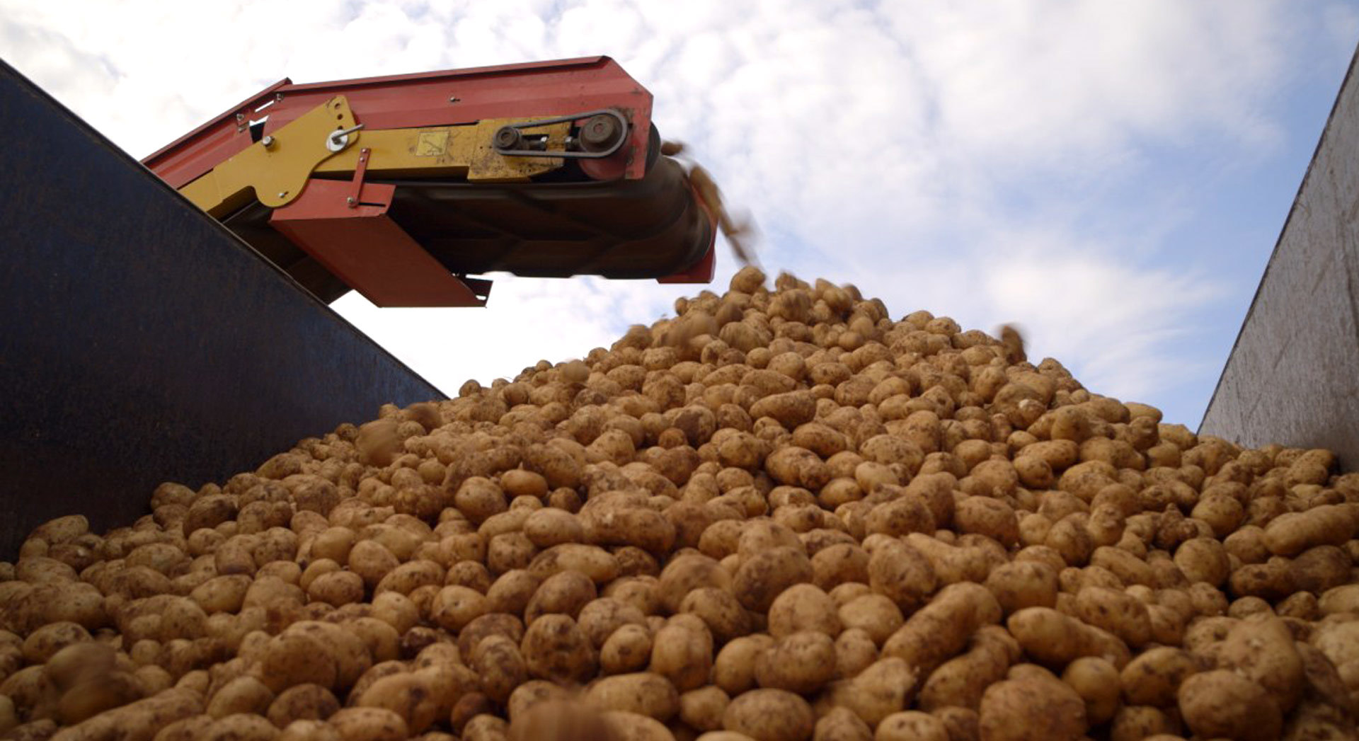 Know Our Food - Is it true that McDonald's potato supplier provides genetically modified potatoes? Know Our Food - Is it true that McDonald's potato supplier provides genetically modified potatoes?